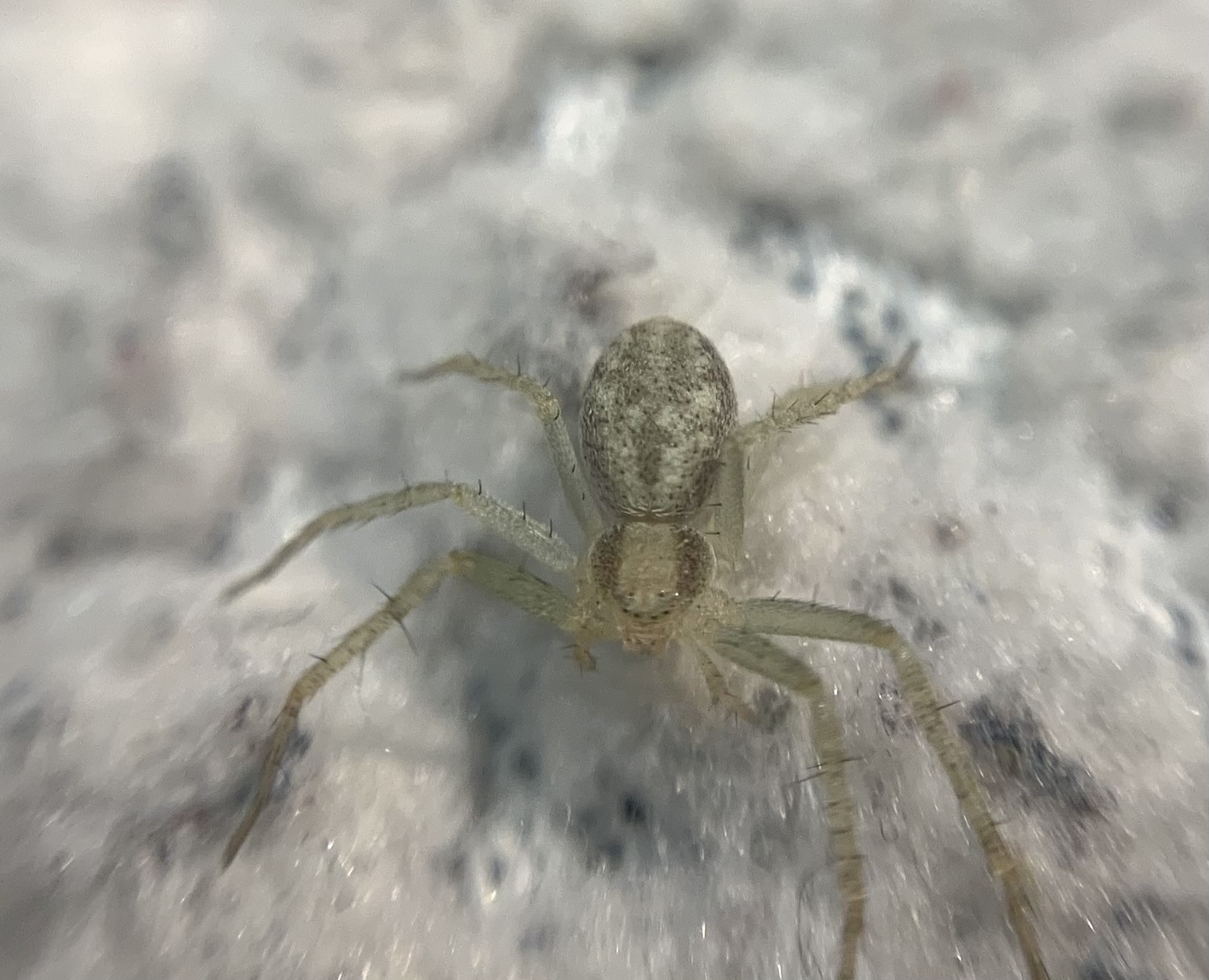 Philodromus albidus