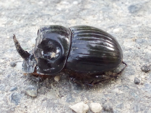 Copris lunaris - közönséges holdszarvú-ganéjtúró