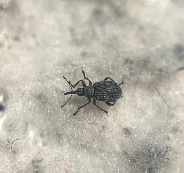 Hemitrichapion pavidum - koronafürt-cickányormányos