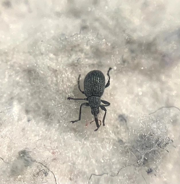 Hemitrichapion pavidum - koronafürt-cickányormányos