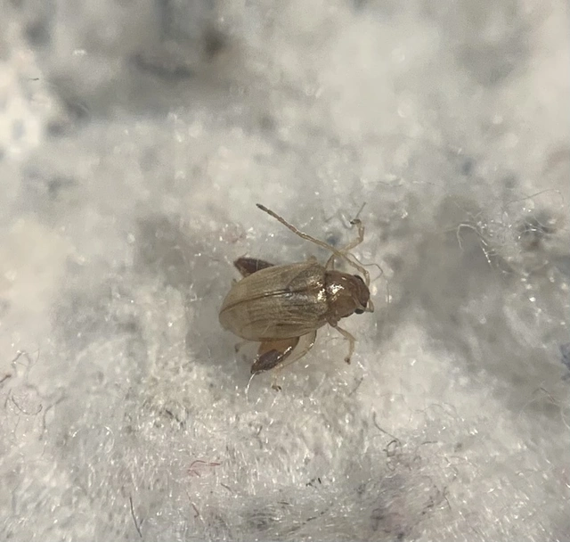 Longitarsus succineus