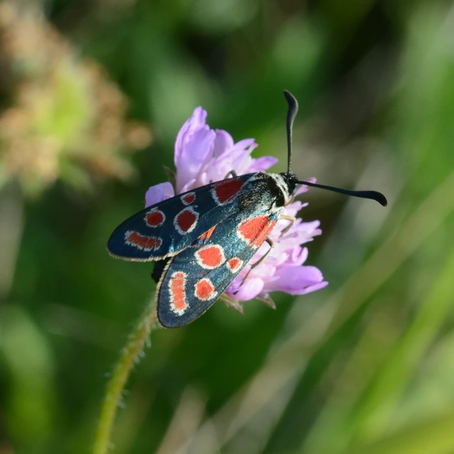 Zygaena carniolica - fehérgyűrűs csüngőlepke