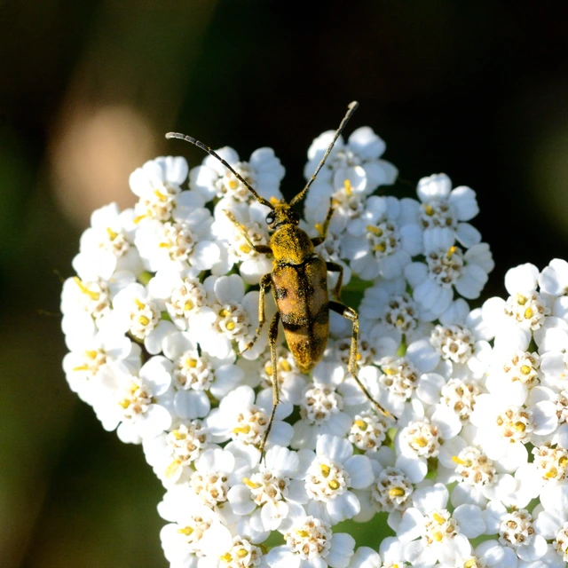 Pachytodes erraticus - rajzos virágcincér