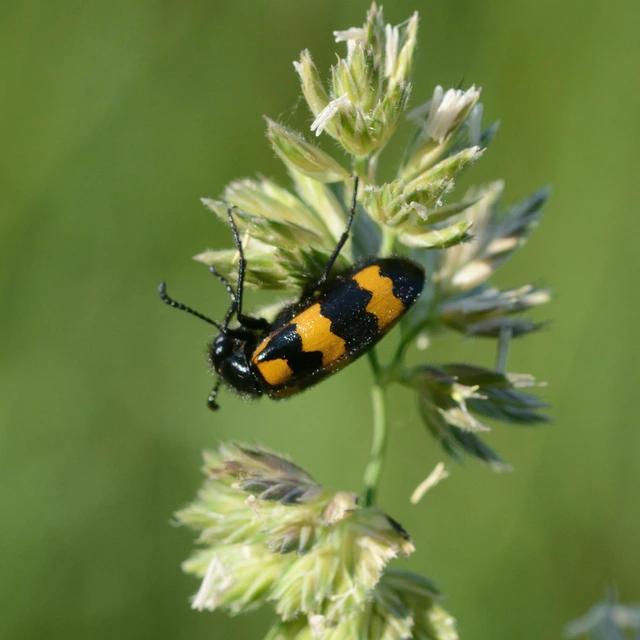 Mylabris variabilis - szalagos hólyaghúzó Mylabris variabilis - szalagos hólyaghúzó
