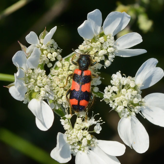 Trichodes favarius - hatfoltos méhészbogár