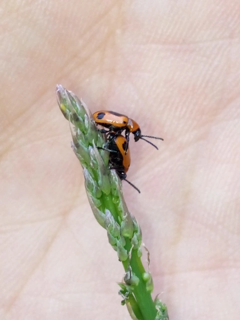 Crioceris quinquepunctata - ötpontos spárgabogár Crioceris quinquepunctata - ötpontos spárgabogár