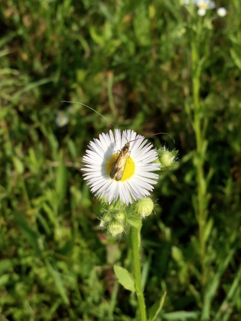 Adelidae - hosszúcsápú-tőrösmolyfélék
