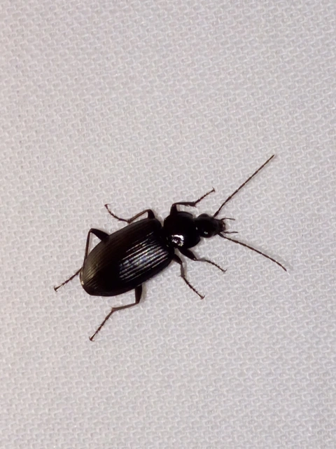 Agonum lugens - mocsári kisfutó