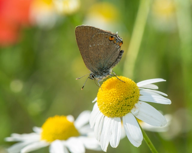 Satyrium acaciae - akác-csücsköslepke
