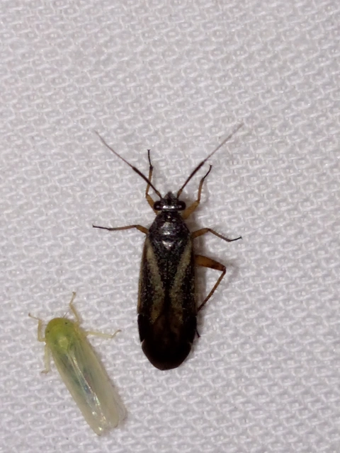 Orthocephalus vittipennis - hamvas ugrópoloska
