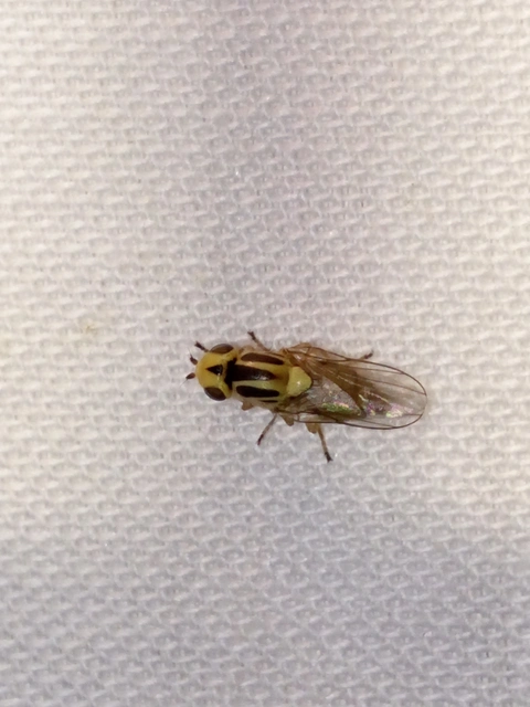 Chloropinae