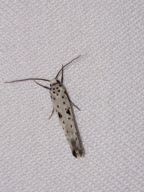 Yponomeuta plumbella - pókhálós bengemoly