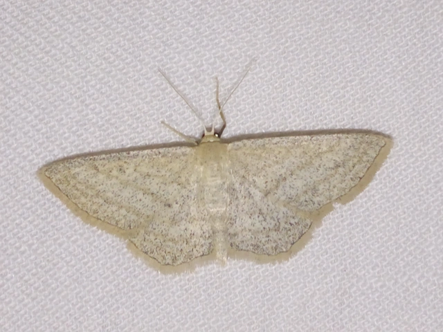 Scopula virgulata - vesszős sávosaraszoló