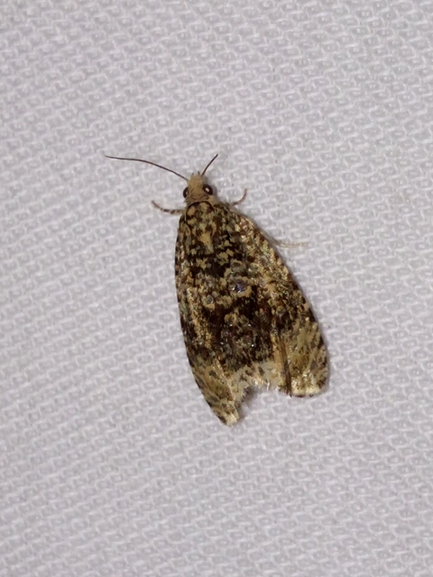 Celypha lacunana - vízparti tükrösmoly