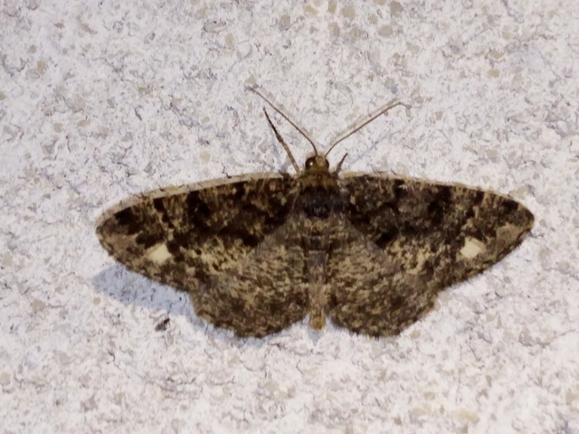 Parectropis similaria - barna zuzmóaraszoló
