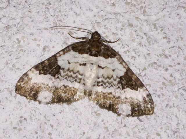 Melanthia procellata - hullámos tarkaaraszoló