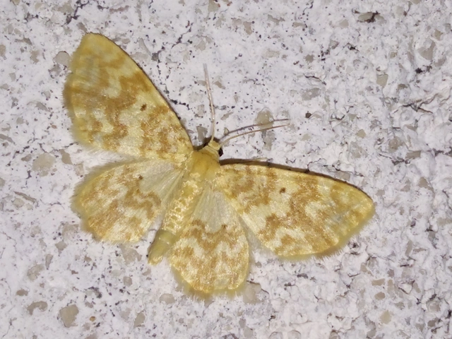 Hydrelia flammeolaria - narancssárga araszoló