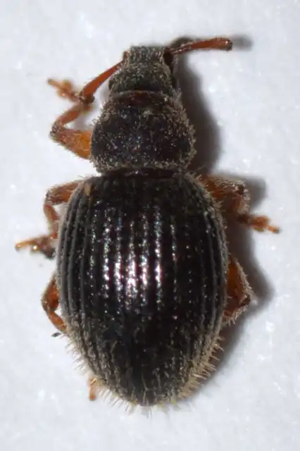 Brachysomus setiger - vastagcsápú gyepormányos