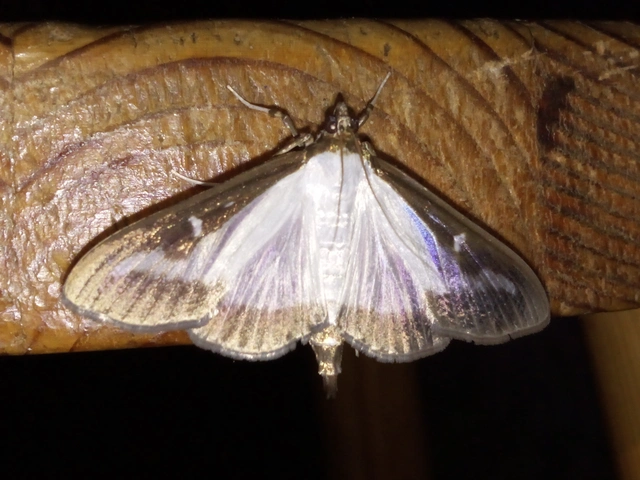 Cydalima perspectalis - puszpáng-tűzmoly