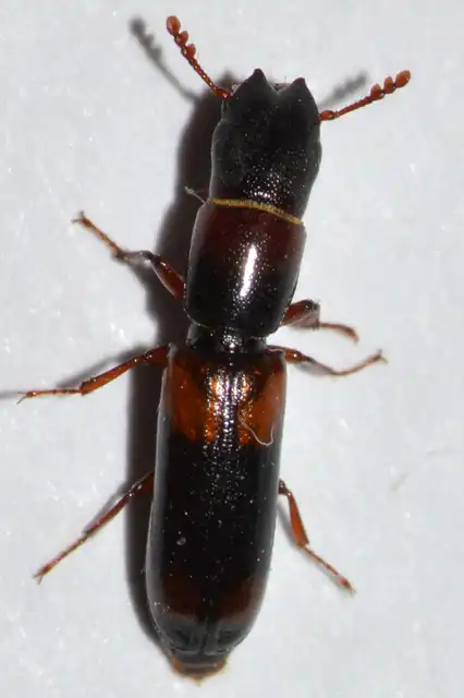 Nemozoma caucasicum - nagy karcsúkorongbogár