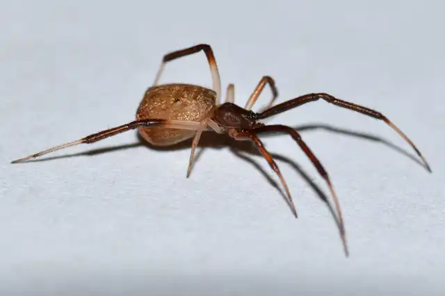 Episinus truncatus - csonka törpepók