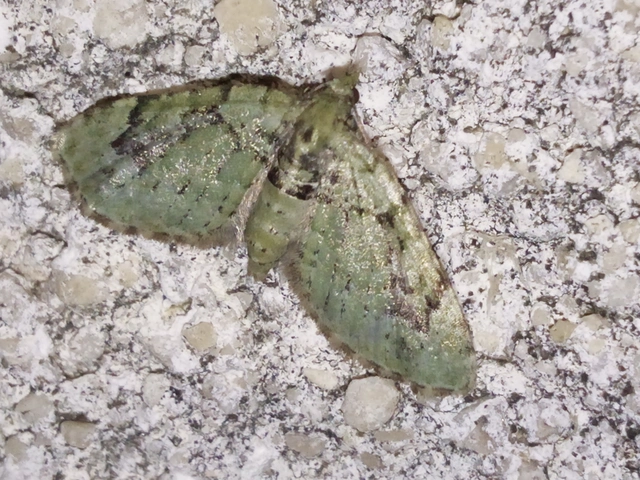 Chloroclystis v-ata - zöldes törpearaszoló