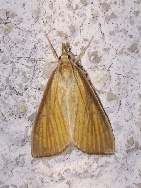 Nascia cilialis - sásrágó tűzmoly