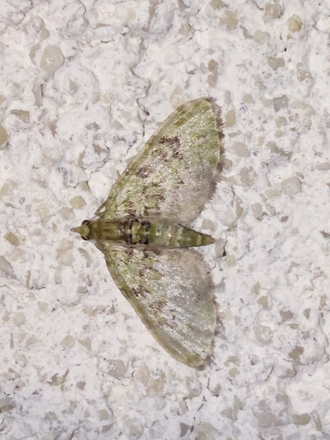 Chloroclystis v-ata - zöldes törpearaszoló