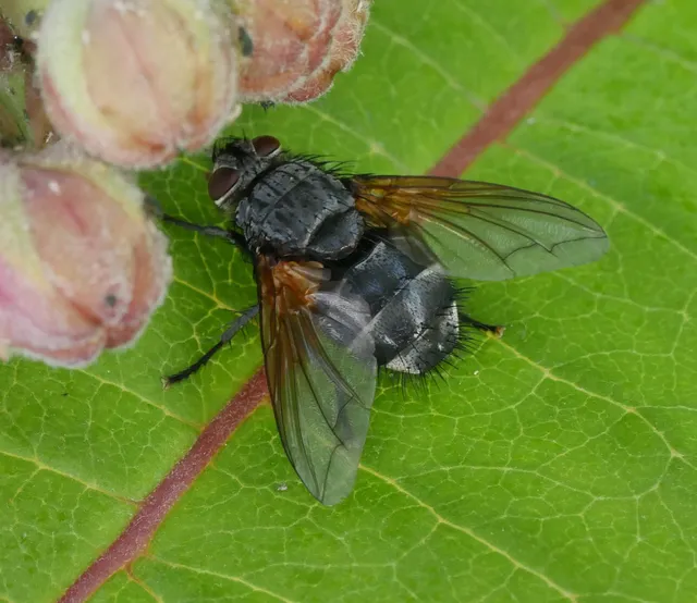 Nemoraea pellucida