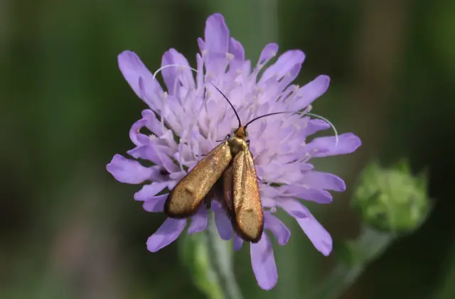 Nemophora metallica - fémszínű tőrösmoly