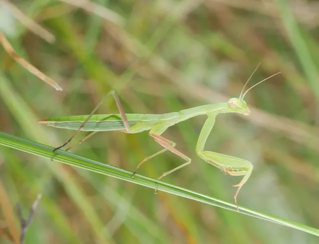 Mantis religiosa - imádkozósáska
