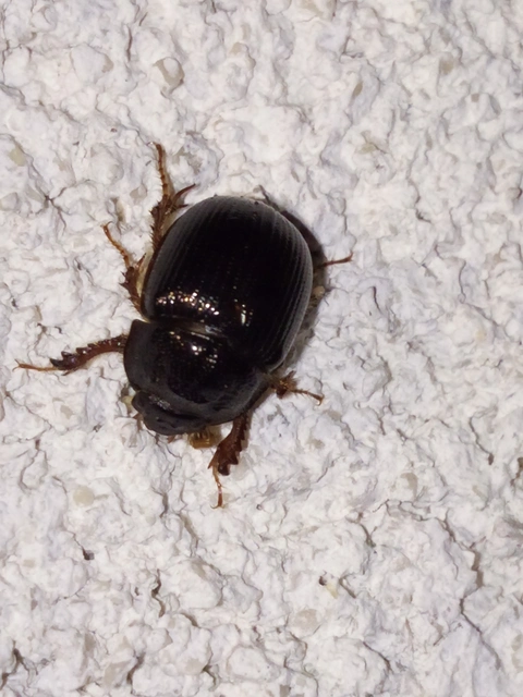 Odonteus armiger - mozgószarvú álganéjtúró