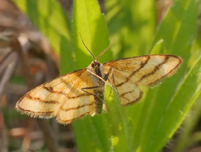 Idaea aureolaria - aranyos sávosaraszoló