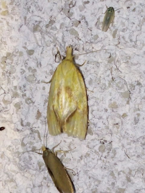 Agapeta hamana - közönséges sárgamoly