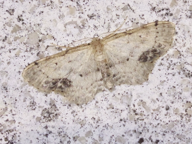Idaea dimidiata - gyakori apróaraszoló