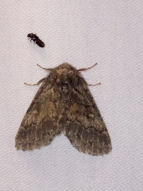 Gluphisia crenata - kormos púposszövő