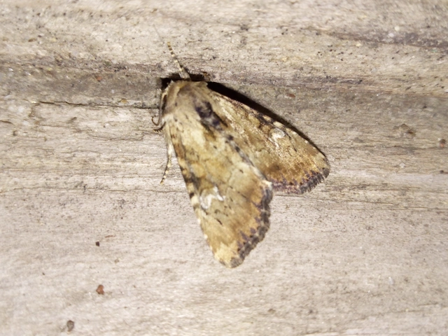Loscopia scolopacina - csinos dudvabagoly