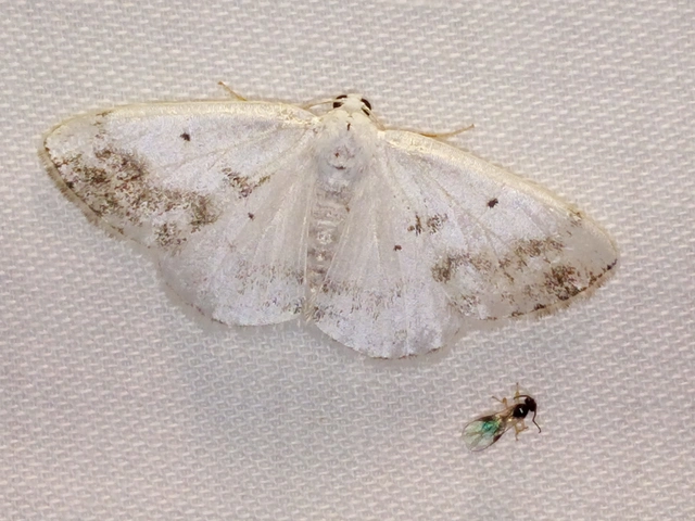 Lomographa temerata - foltos fehéraraszoló