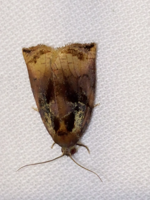 Archips podana - dudvarágó sodrómoly
