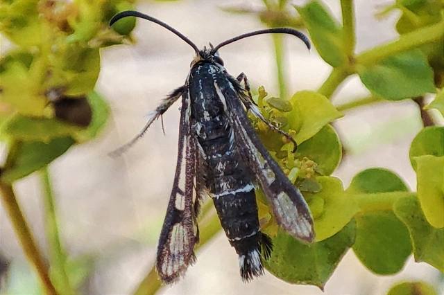Sesiidae - szitkárfélék