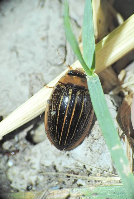 Hydaticus grammicus - déli mocsáricsíkbogár