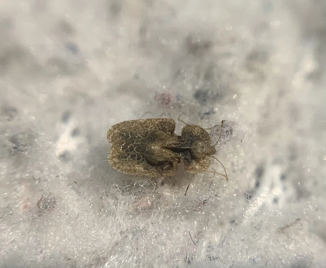 Corythucha arcuata - tölgy-csipkéspoloska