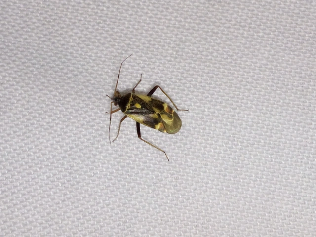 Polymerus Polymerus