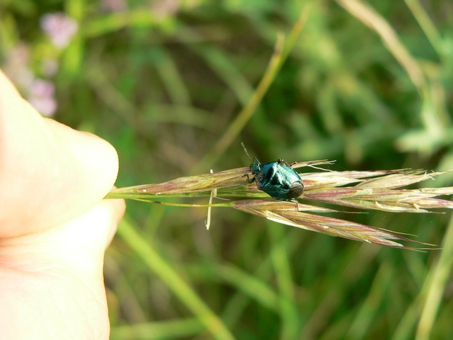 Zicrona caerulea - acélkék poloska Zicrona caerulea - acélkék poloska