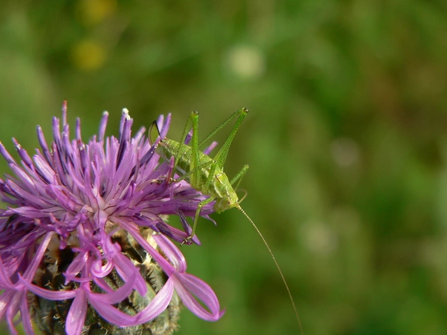 Leptophyes albovittata - közönséges virágszöcske