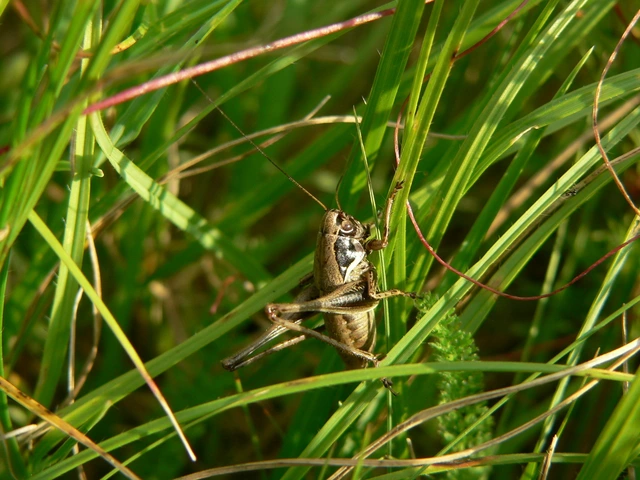 Pholidoptera fallax - galléros avarszöcske