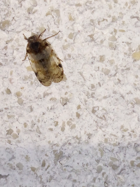 Cixius