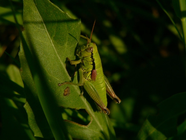 Pseudopodisma nagyi - Nagy-hegyisáska