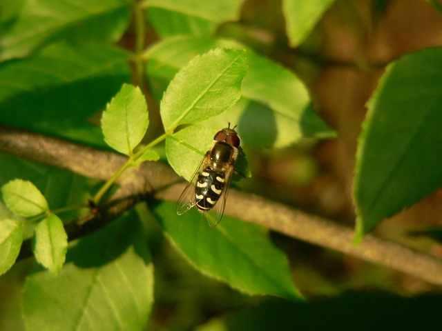 Scaeva pyrastri - gyakori nagyhomlokúlégy