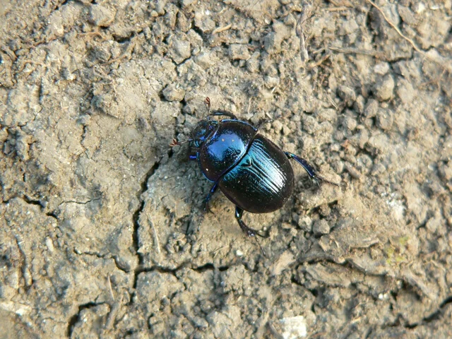 Anoplotrupes stercorosus - erdei álganéjtúró